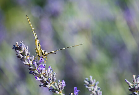 Close up of a butterfly feeding on a flower の写真素材