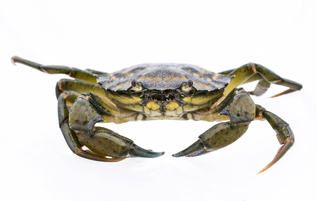 macro shot of a live sea crab from the south coast of england, focus on the eyes. white background.の写真素材