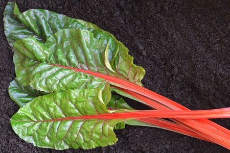 Freshly pick Chard laid on dark rich soil, unwashed, selected focus, narrow depth of field. Room for text.の写真素材