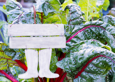 blank wooden sign in a colorful vegetable garden, ideal for copy space and textの写真素材
