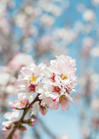 Vertical Pretty pink blossom, room at top for copy space and blue sky background の写真素材