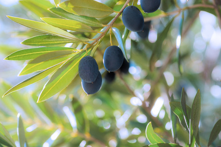 group of black ripe olives hanging from a tree in southern Spain in Andalusia with the sun shining...
