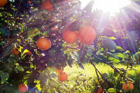 sun flare shining through an orange tree at an orchard in Southern Spain with green grass, copy space の写真素材