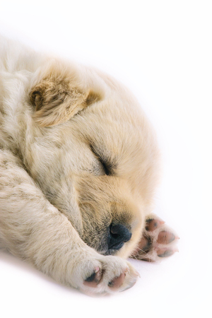 Close up shot of a cute four week old puppy showing head and front legs paws facing up,on a white isolated background, puppy is fluffy and cream in color,の写真素材