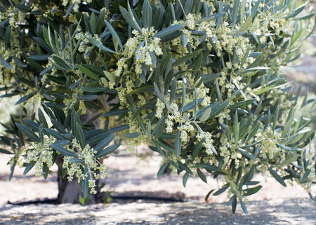 Pretty olive blossom shot in the early moring summer sun, authentic southern spain farmingの写真素材