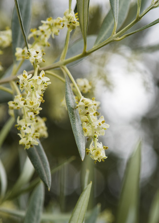 vertical macro shot of olive tree blossom with blurred background to ad copy space green and Ivory colorsの写真素材