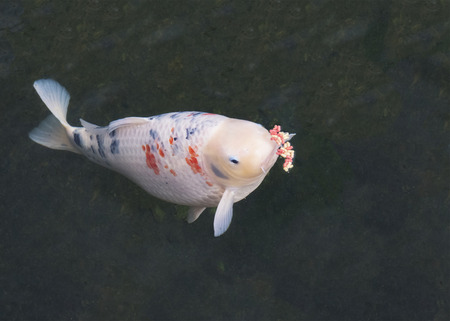 Koi carp feeding in an out side pond plan background to ad copy spaceの写真素材