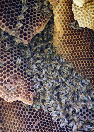 Colony of wild bees with a nest inside the hollow of a tree, close up and vertical