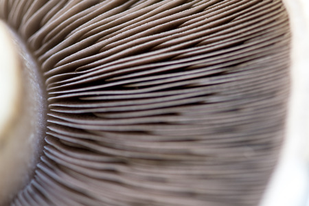  extreme selective focus for use of text overlay of a food background featuring gills of a steak mushroom  in window light のeditorial素材