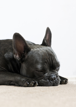 Side view of a french bulldog sleeping napping on a cream carpet with a white background for the use of text and wordingの写真素材