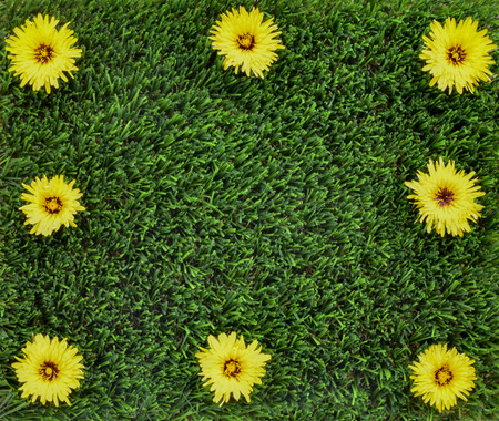 Copy space background for the concept of no weeds in the garden ,pretty yellow flowers on artificial grass making a frame for text, marketing and advertising,の写真素材