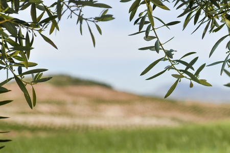 shot for copy space  beautiful Andalusia coutryside scenic view framed by olive branches blurred background of  fields of wheat with agriculture olive treesの写真素材