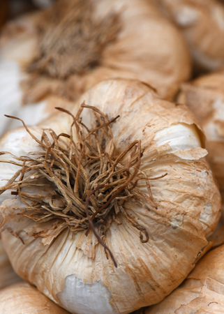 vertical image of fresh smoked organic garlic, background in selective focus  to ad copy space .の写真素材