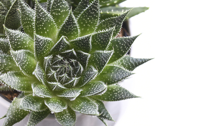 beautiful succulent plant background 16-9 on a white back drop ideal for gift cards,headers and baners  banners selective focus shot for copy spaceの写真素材