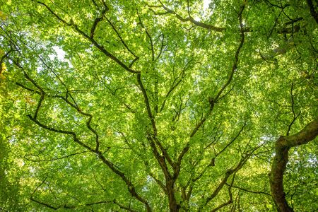 nature background  of tree tops shot from below  in beauful green english forest  , copy space and text over lay の写真素材