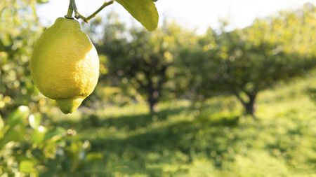 large  Spanish lemon  hanging from a tree 16-9 crop. shot for copy space  soaking up the evening ...