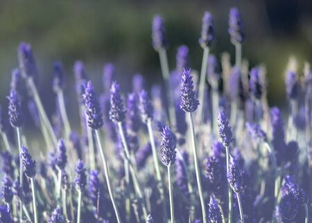 beautiful purple lavender heads against a green country background , filter added shot in selective focus for copy space and text の写真素材
