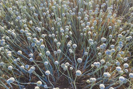 From above natural Spanish onions growing and blooming on grassy ground on sunny summer day on farmの写真素材