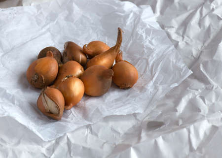 group of tulip bulbs  on white paper ready to plant  copy space in backgroundの写真素材