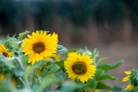 colorful sunflower background in selective focus on main subject,  blurred shot for text over lay , headers and copy-spaceの写真素材