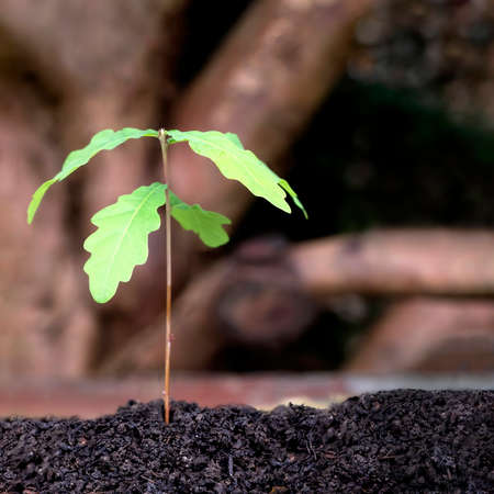young oak tree growing from the earth, selective focus on plant  background blurred for use of copy...