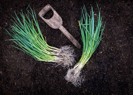 concept of a new growing season  showing young plants in a garden or allotment  image short for a background and text overlayの写真素材
