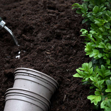 selective focus background of planting using compost  to fertilizers dirt , close up  with greenery...