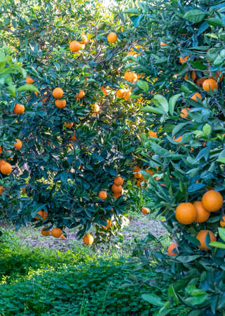 sunny bright mediterranean orange grove with lush green grass foliage and fruit , selective focus  for backgrounds , backdrops and text over layの写真素材