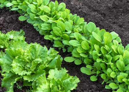rows of young lettuce plants growing in a poly tunnel protected from frost controlled environment on...