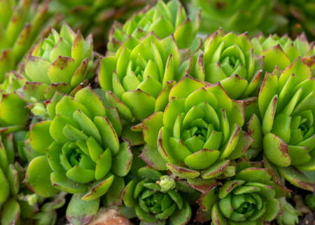 group of green succulent alpine plant sempervivum in a garden rockery , marco shot in a selective...