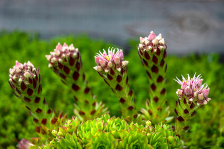 macro image of  sempervivum or house leeks a hardy succulent about to bust into flower , selective...