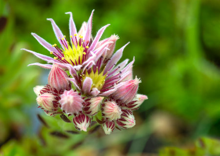 a flowering sempervivum or house leeks a hardy succulentSeveral shoots holding beautiful pink...