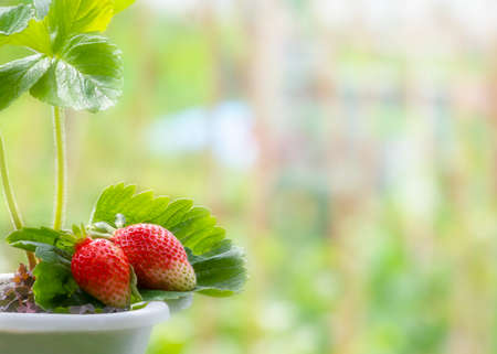 growing strawberries in a container , Focus on berries blurred garden backdrop, shot for copy space allotment small holding or  horticultural sceneの写真素材