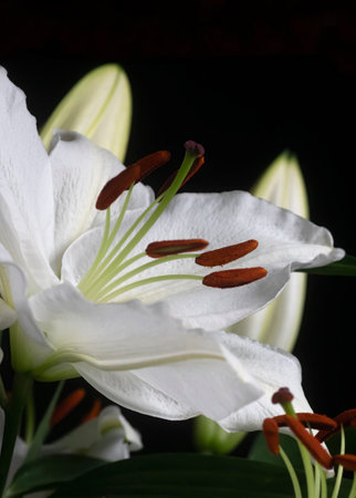 close up of a beautiful elegant white lily focus on the stamen, Black blackground  copy space at the top of this  vertical Image, ideal for graphic resources or cardsの写真素材