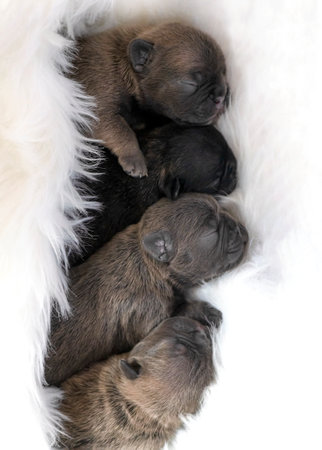litter of four healthy one week old french bulldog puppies with closed eyes ,  cuddled in a row, vertical image  light background for copy-spaceの写真素材