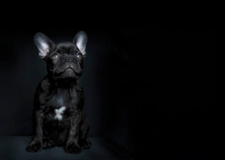 concept of unwanted or neglected puppy waiting to be homed   focus on the face  with sad eyes looking up isolated on a dark background copy space to rightの写真素材