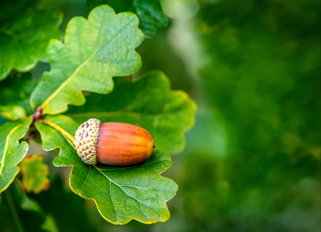 Selective focus Macro  single Acorn on an Oak tree in an autumn naturist background showing greenery and branches copy space  to the right sideの写真素材