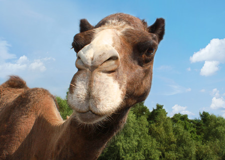 Close up of a camel head against a blue skyの写真素材
