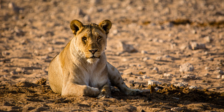A female lion is just looking at the watcher. Soon she  ould attack.の写真素材