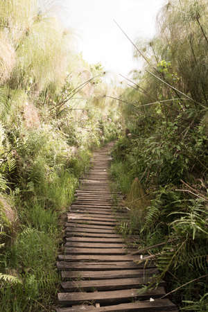 A walking trail is leading along a swamp into the African jungle.の写真素材