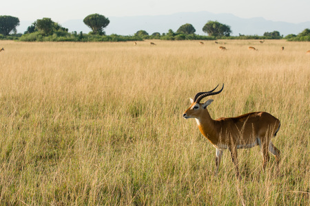 An antelope is watching for predators in the high grassの写真素材