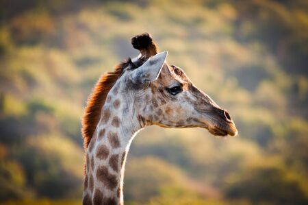 An older giraffe head from the side. Typical animal on an African safari.の写真素材
