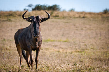 A South African Gnu is looking at the viewer. Its alone in the steppe.の写真素材