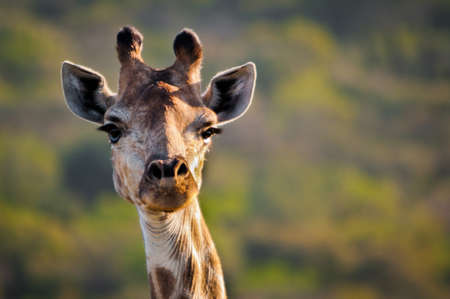 A giraffe is looking at the viewer in a safari nationalpark in South Africa. Typical animal on an African safari.の写真素材