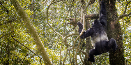 A silverback gorilla is climbing down a tree in the jungle of the mountains in Uganda Africa.
