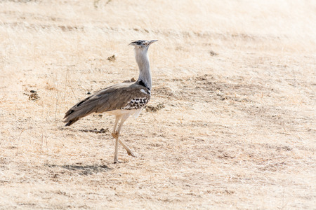 The secretary bird walking in the African steppe. He looks a little bit arrogant.の写真素材