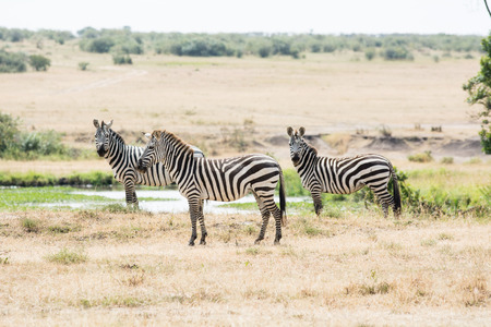 A group of three zebras is standing close to a waterhole in the Masai Mara Kenya.の写真素材