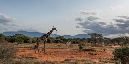 A lonely giraffe is walking in the African steppe. In the background are mountains of Kenya.