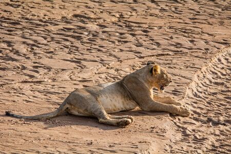 A lonely female lion is lying in the sun in Kenya and watching something. and watching something.