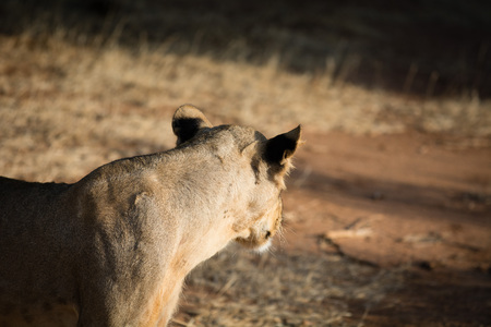 A female African lion is looking away to some animals outside of the picture.の写真素材